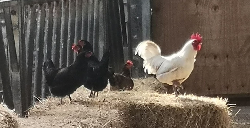 Zwischenspiel – VIDEO 1 – IoM TT&nbsp;’22